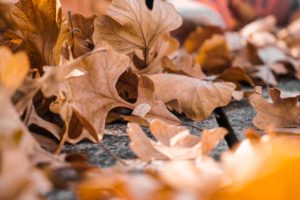 How Autumn Leaves, Sunlight and Even Dirt Can Affect Garage Door Sensors