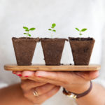 Green Thum How to Grow Starter Plants in Your Garage Space